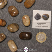 Mehrere Beispiele für den Versteinertes Holz Trommelstein. Daneben liegt der Sticker.